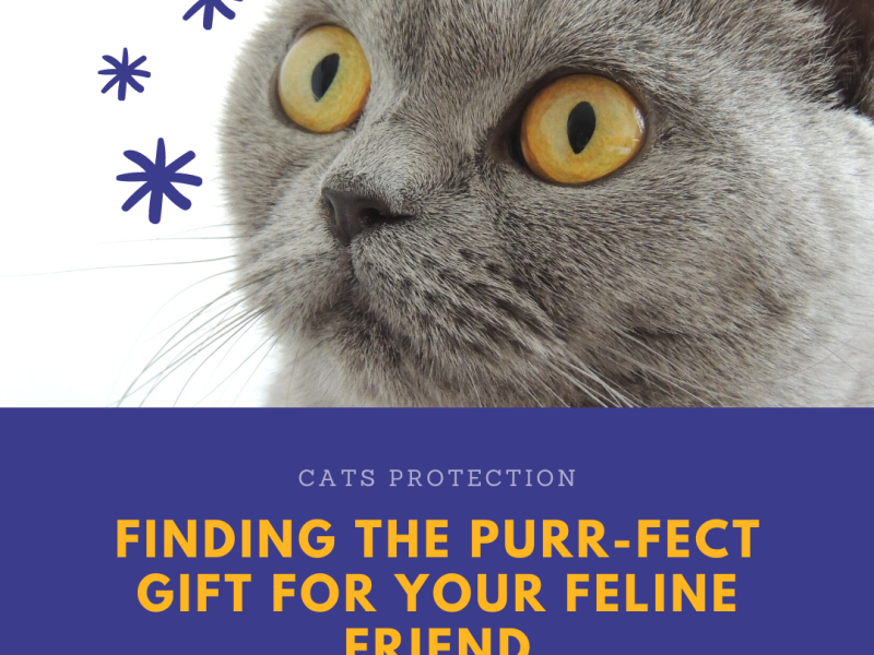 Christmas gifting with Cats Protection (AD)
